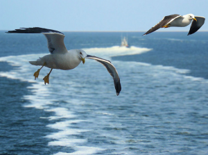 Seagull flying over water in 10 Reasons to Hire a Redwood City Painting Contractor